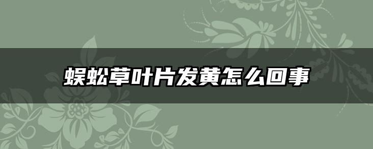 蜈蚣草叶片发黄怎么回事