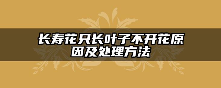 长寿花只长叶子不开花原因及处理方法