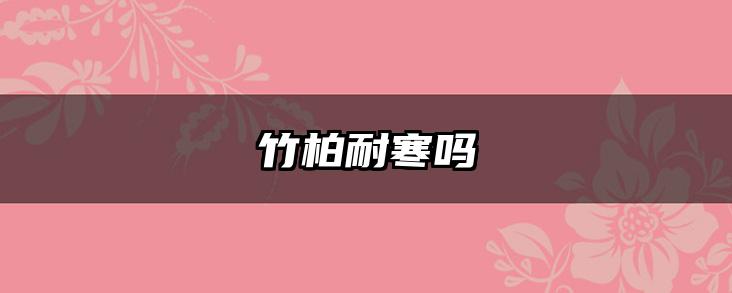 竹柏耐寒吗