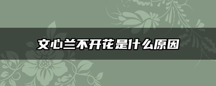 文心兰不开花是什么原因
