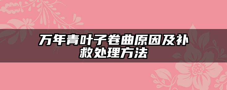 万年青叶子卷曲原因及补救处理方法