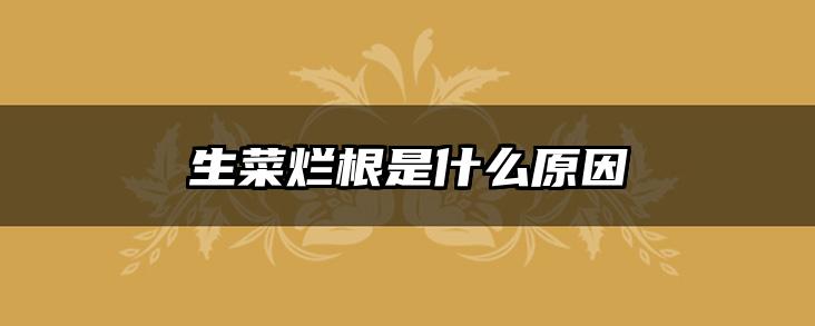 生菜烂根是什么原因