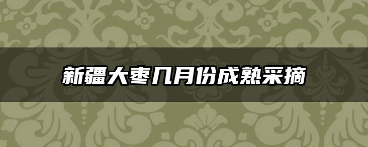 新疆大枣几月份成熟采摘