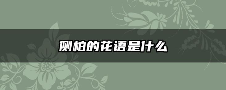 侧柏的花语是什么