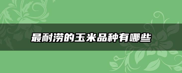 最耐涝的玉米品种有哪些