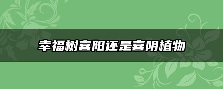 幸福树喜阳还是喜阴植物
