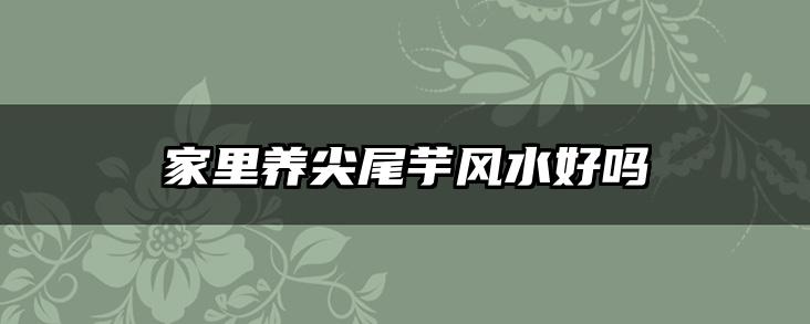 家里养尖尾芋风水好吗