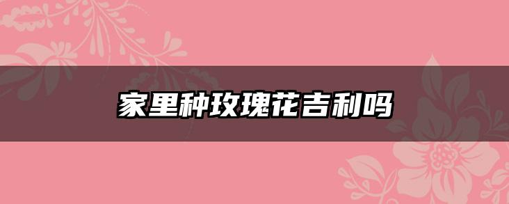家里种玫瑰花吉利吗