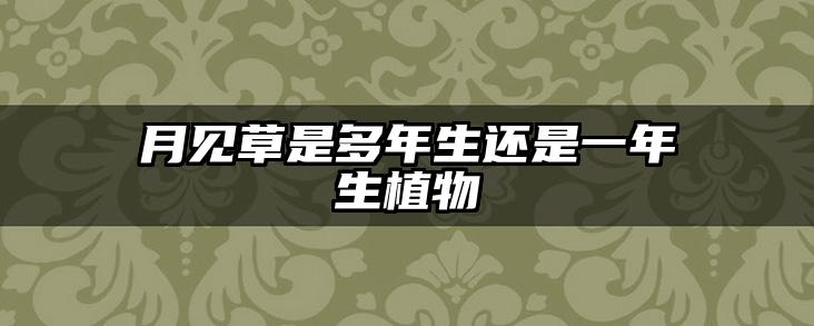 月见草是多年生还是一年生植物