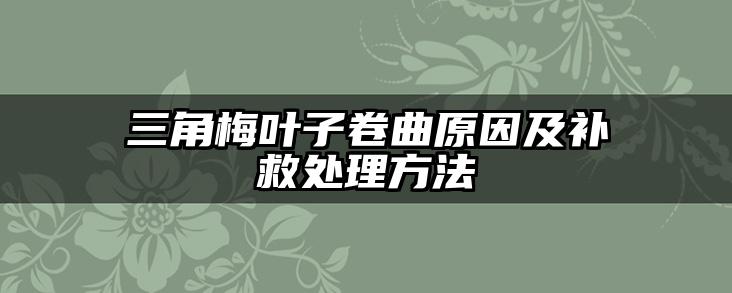 三角梅叶子卷曲原因及补救处理方法