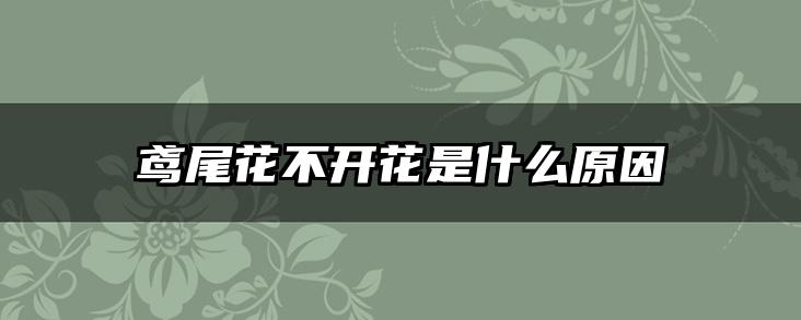 鸢尾花不开花是什么原因