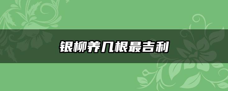 银柳养几根最吉利