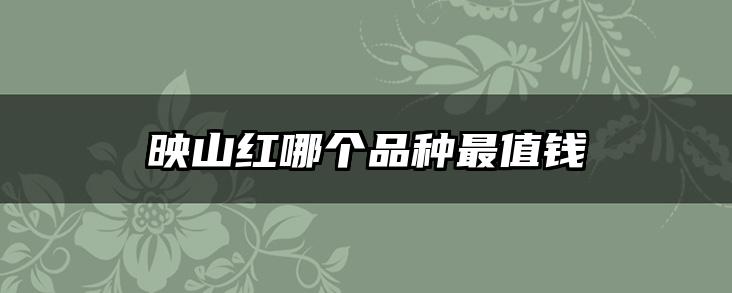 映山红哪个品种最值钱