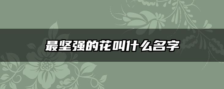最坚强的花叫什么名字
