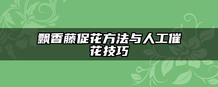 飘香藤促花方法与人工催花技巧