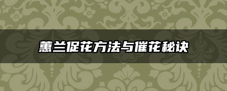 蕙兰促花方法与催花秘诀