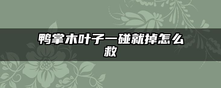 鸭掌木叶子一碰就掉怎么救