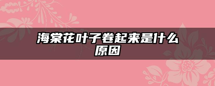 海棠花叶子卷起来是什么原因