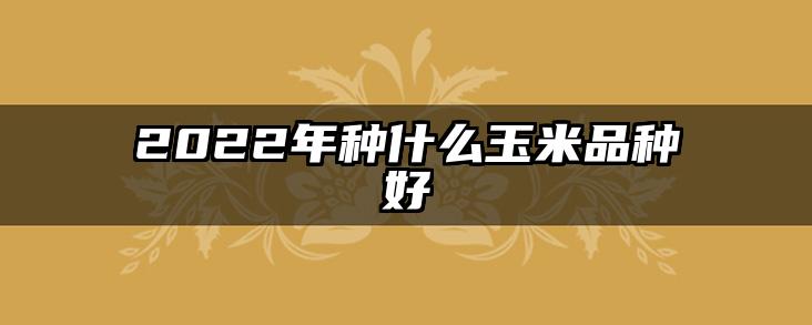 2022年种什么玉米品种好
