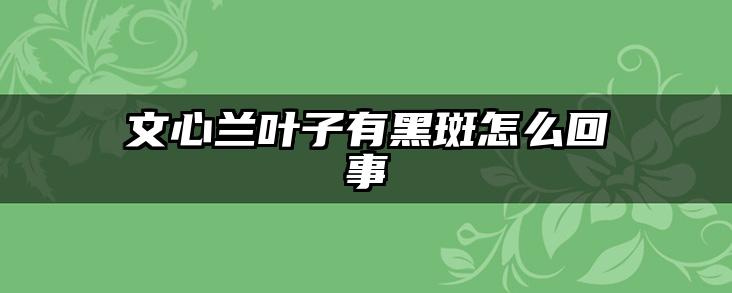 文心兰叶子有黑斑怎么回事