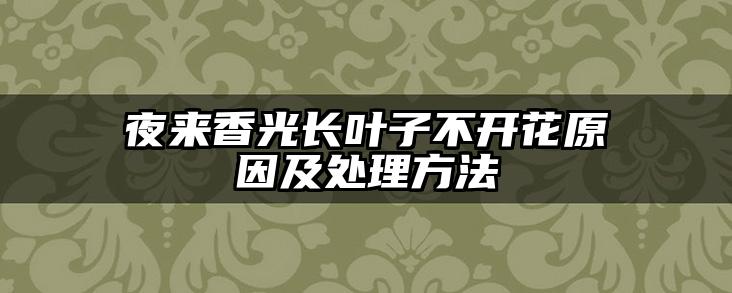 夜来香光长叶子不开花原因及处理方法