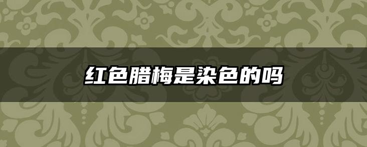 红色腊梅是染色的吗