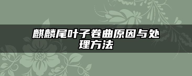 麒麟尾叶子卷曲原因与处理方法