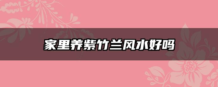 家里养紫竹兰风水好吗