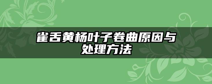 雀舌黄杨叶子卷曲原因与处理方法