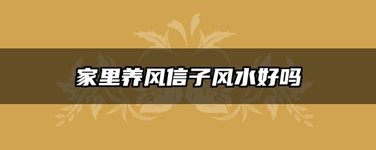 家里养风信子风水好吗
