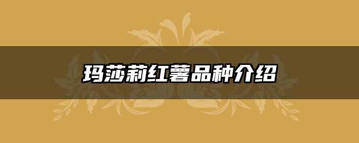 玛莎莉红薯品种介绍