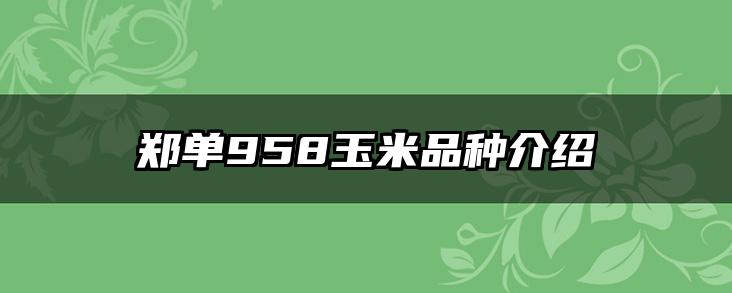 郑单958玉米品种介绍