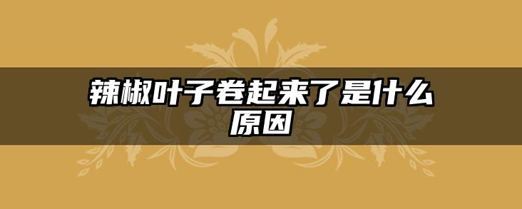 辣椒叶子卷起来了是什么原因