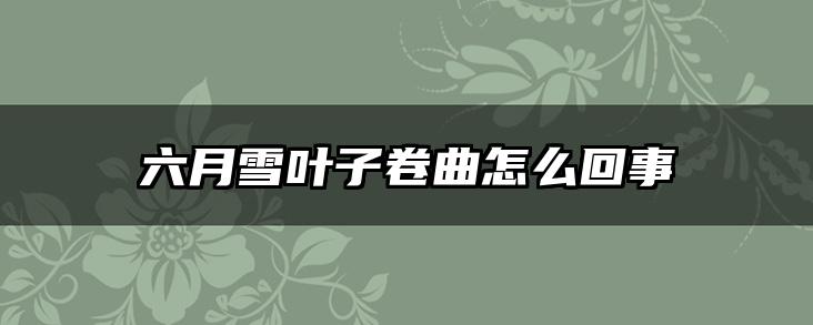 六月雪叶子卷曲怎么回事
