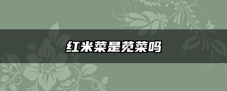 红米菜是苋菜吗