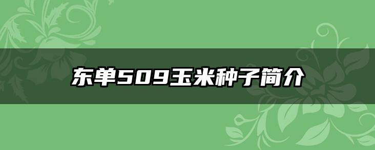 东单509玉米种子简介