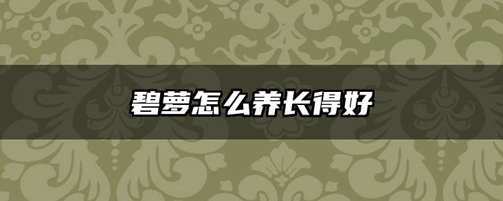 碧萝怎么养长得好