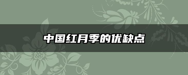 中国红月季的优缺点