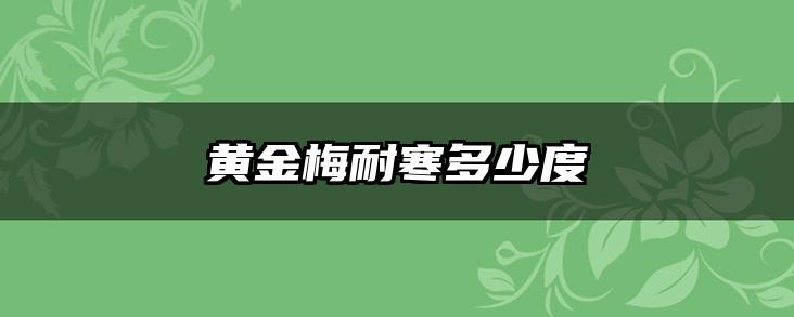 黄金梅耐寒多少度