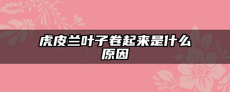 虎皮兰叶子卷起来是什么原因