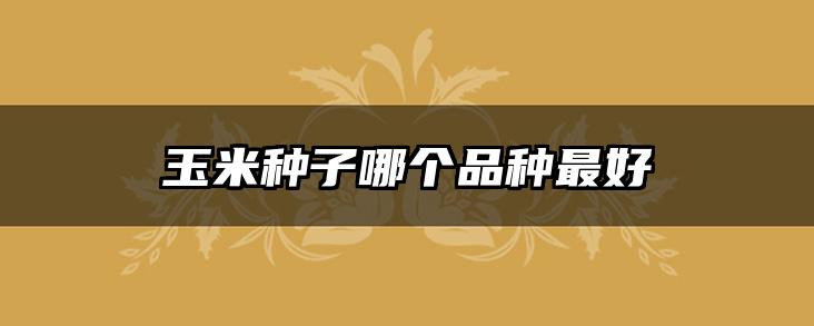 玉米种子哪个品种最好
