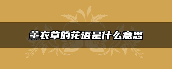薰衣草的花语是什么意思