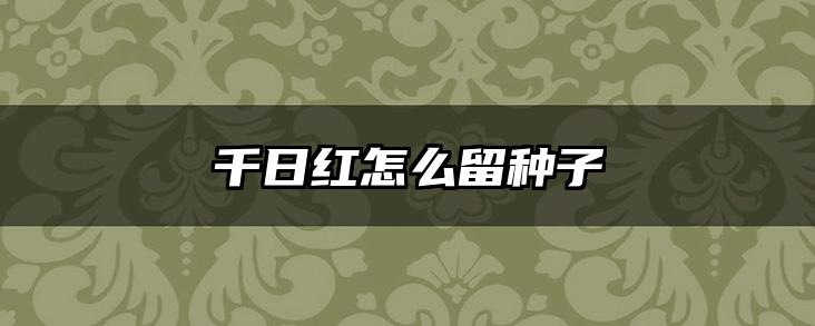 千日红怎么留种子