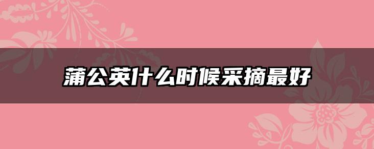 蒲公英什么时候采摘最好