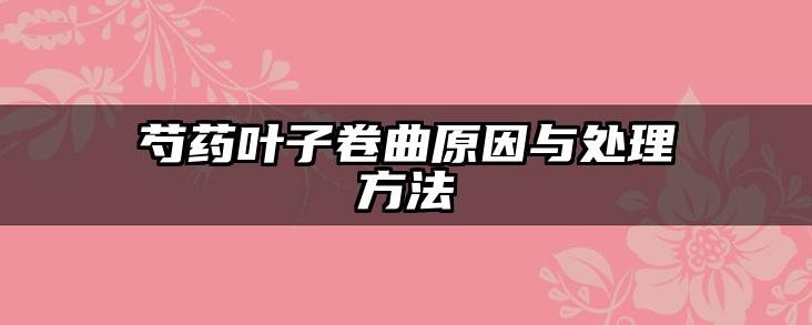 芍药叶子卷曲原因与处理方法