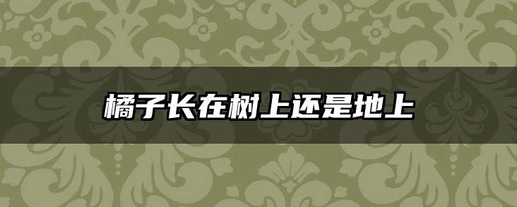 橘子长在树上还是地上