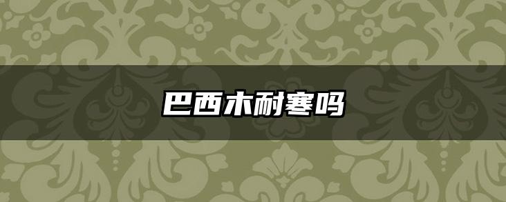 巴西木耐寒吗