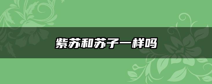 紫苏和苏子一样吗
