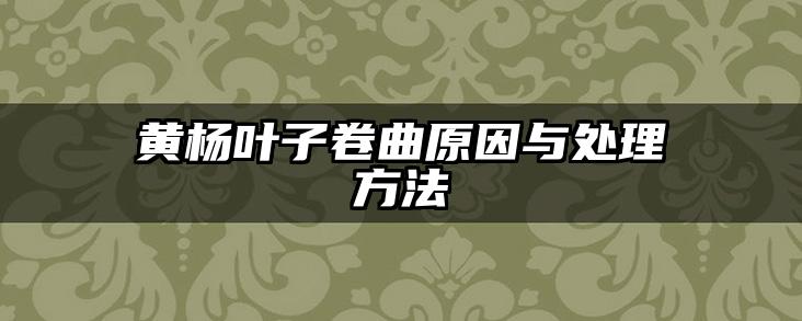黄杨叶子卷曲原因与处理方法