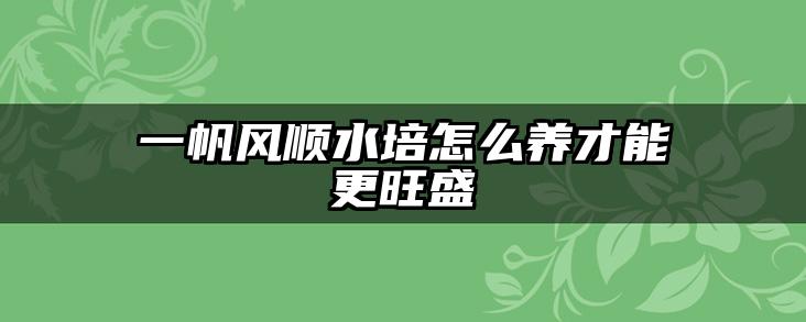 一帆风顺水培怎么养才能更旺盛